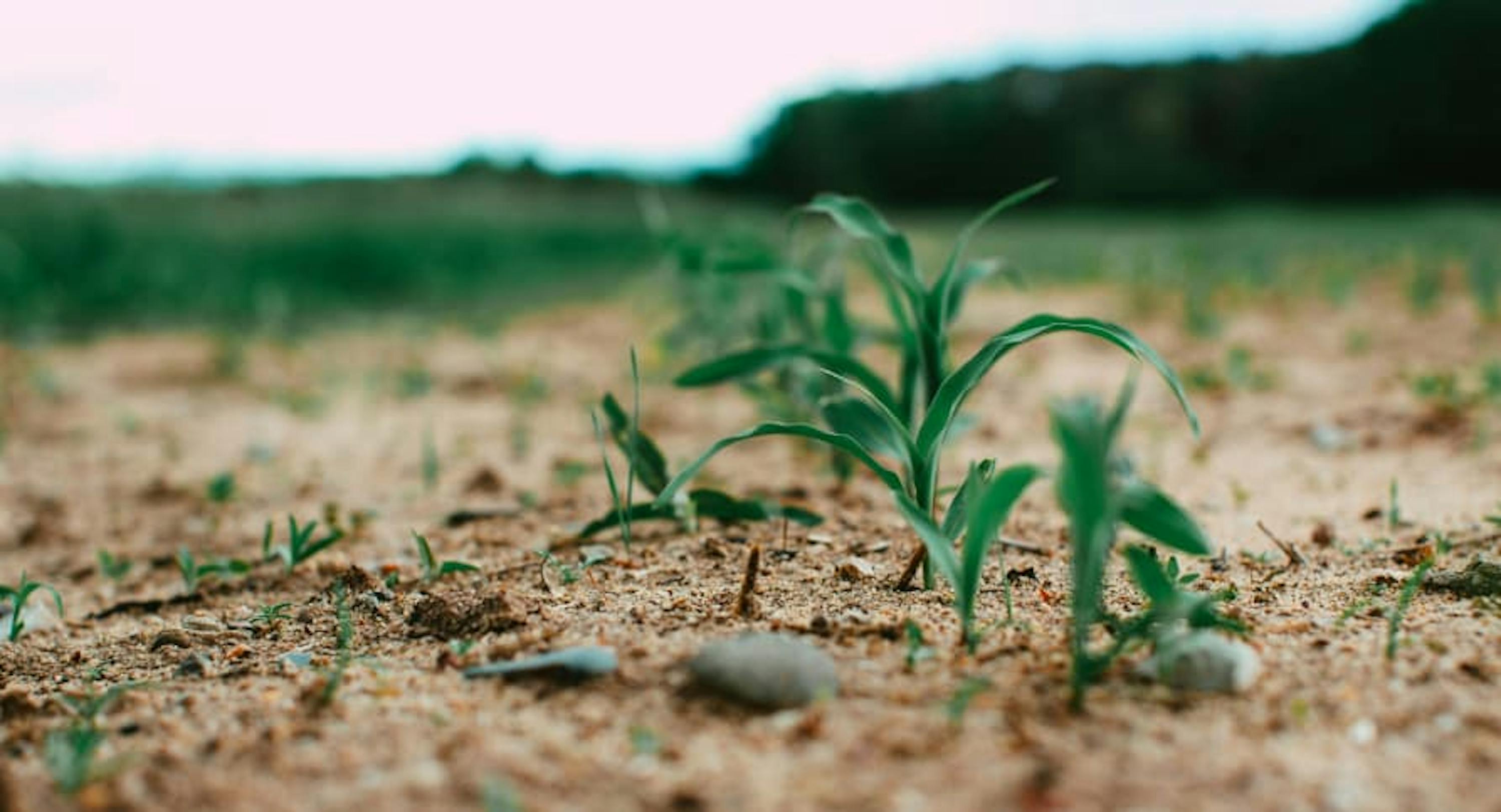 seedlings growing out of dirt