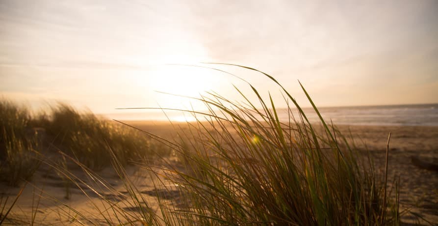 weeds in the wind at sunset approaching