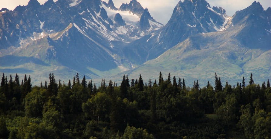 a forest in Alaska