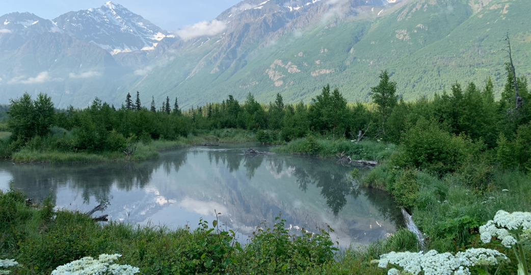 Tongass national forest view of mountains and green trees