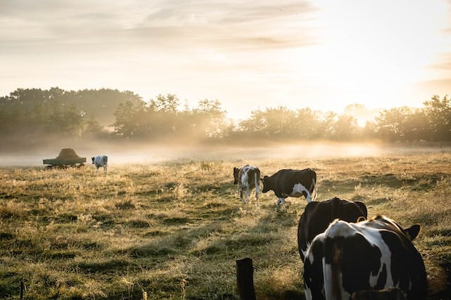 cows