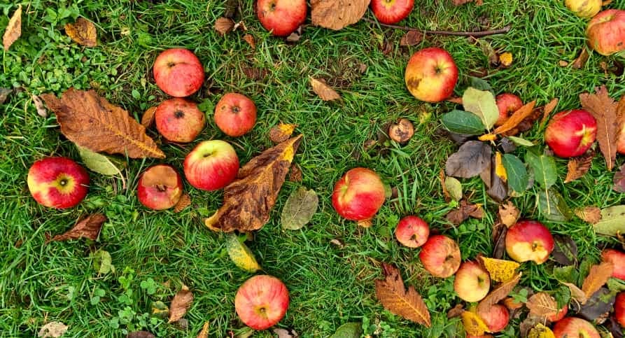 apples and leaves on the ground