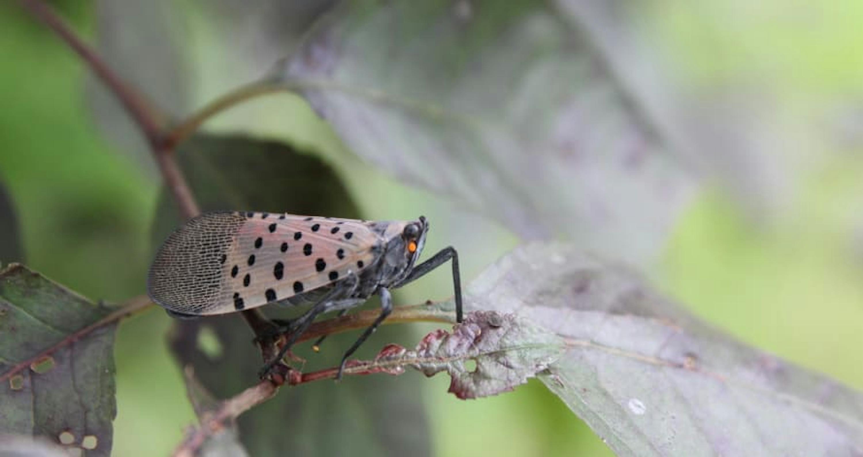 bug on branch