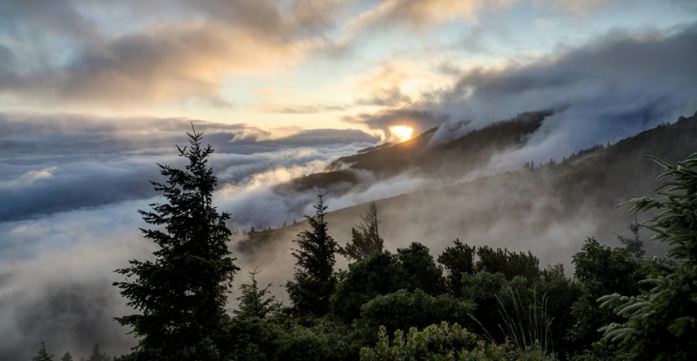 evergreen trees in a cloudy sunrise