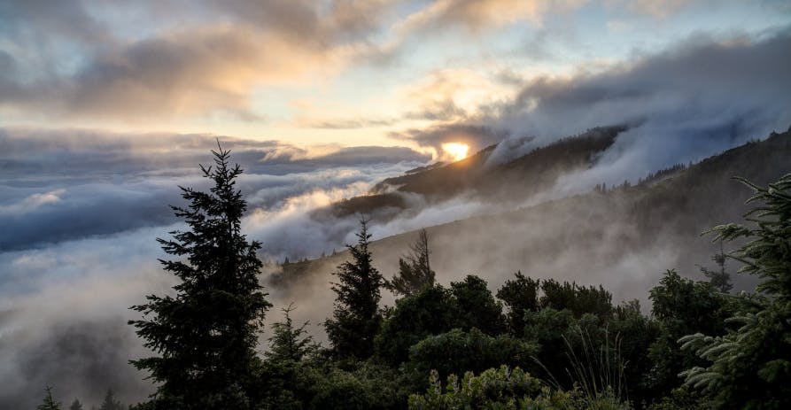 evergreen trees in a cloudy sunrise