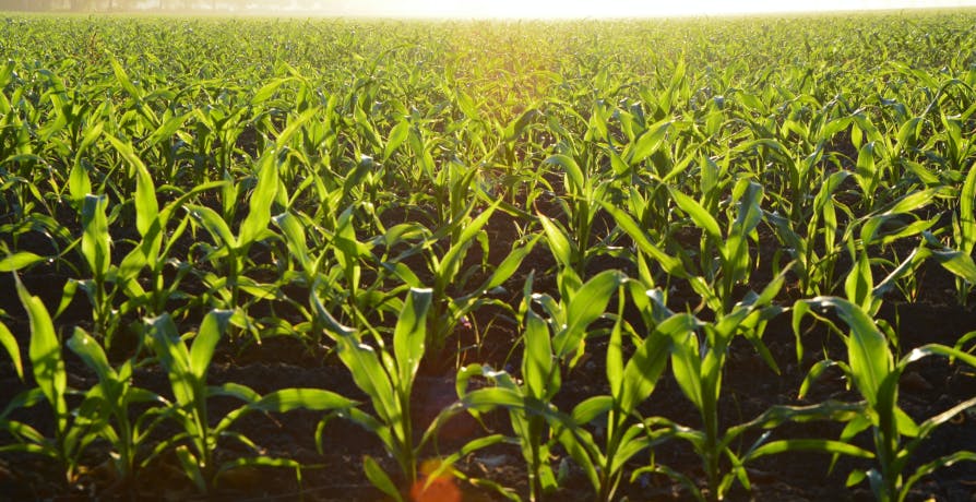 corn crops in sunny field