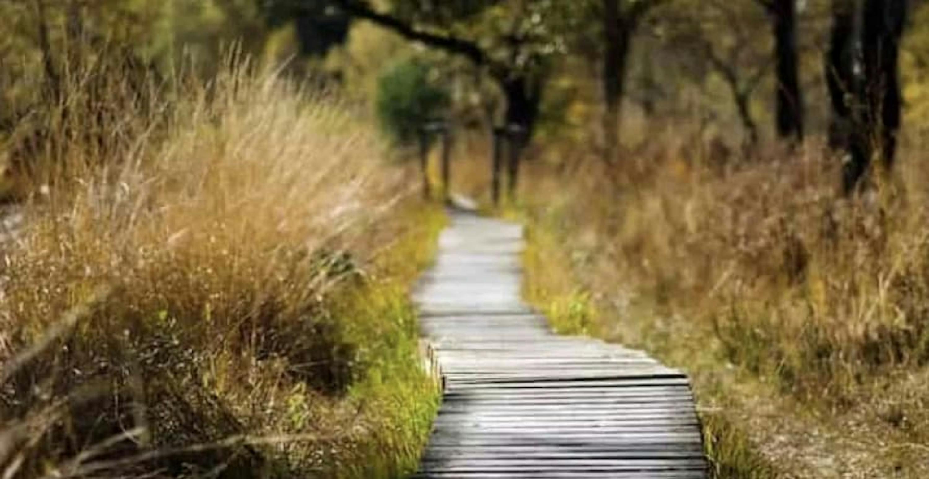 wooden bridge in forest