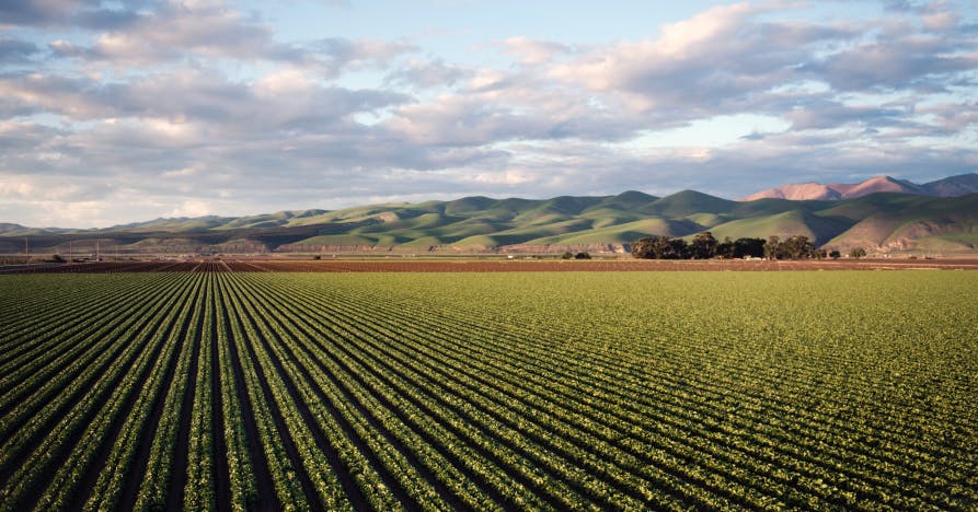 field of crops under cloudy sky