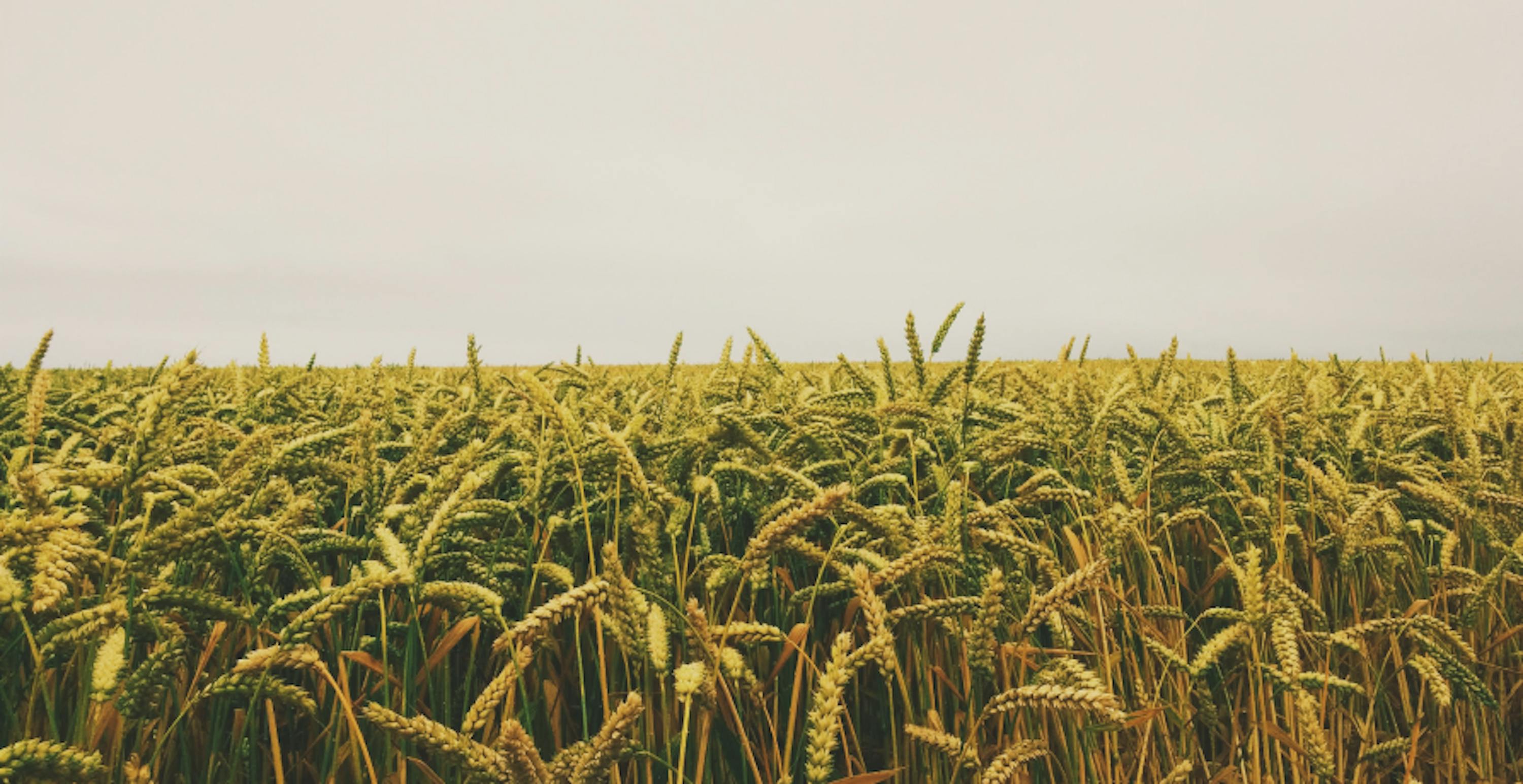 field of wheat