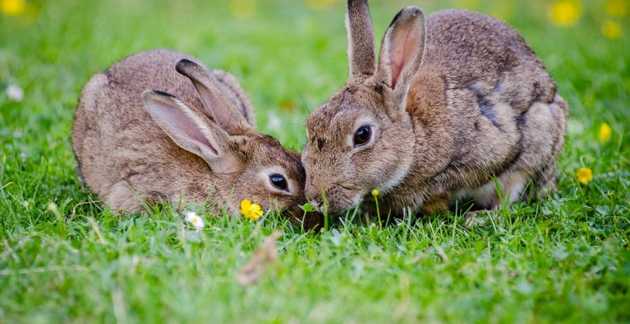two bunnies eating grass in spring