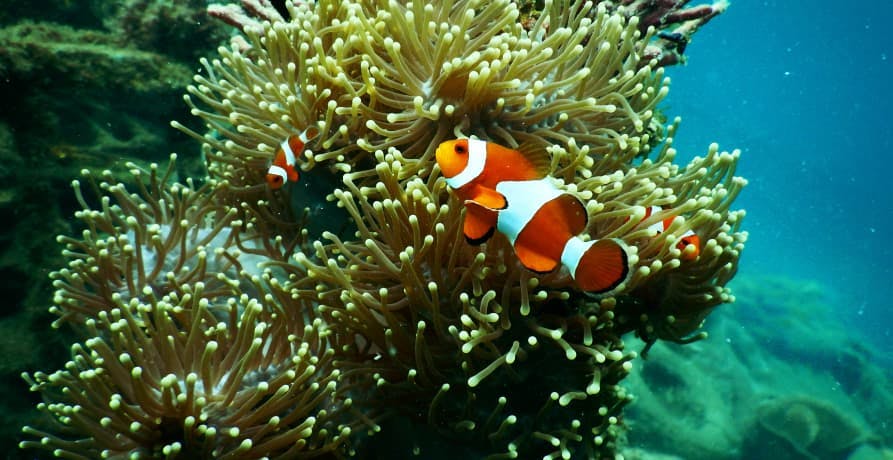 clown fish hiding in coral in the ocean