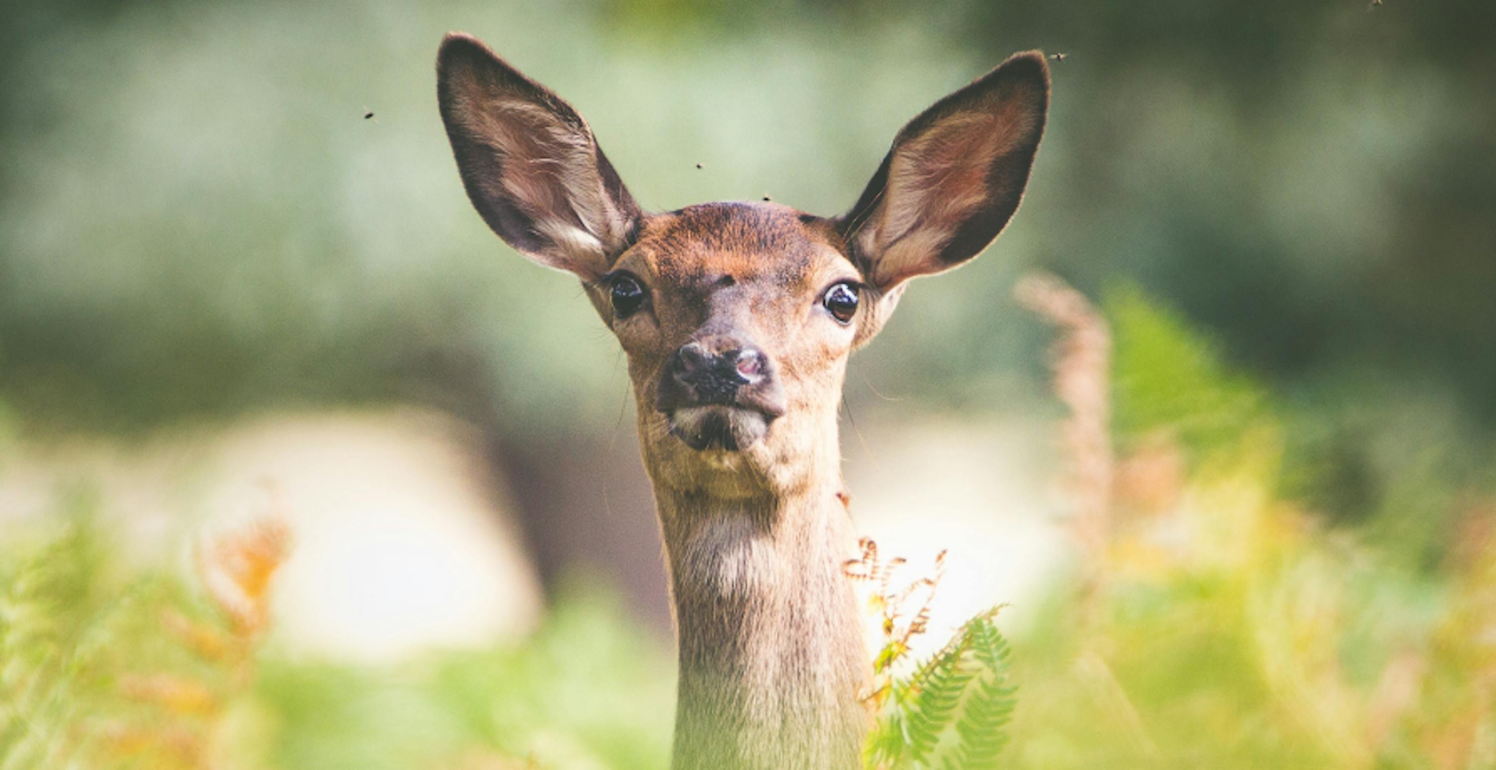 animal dans la nature