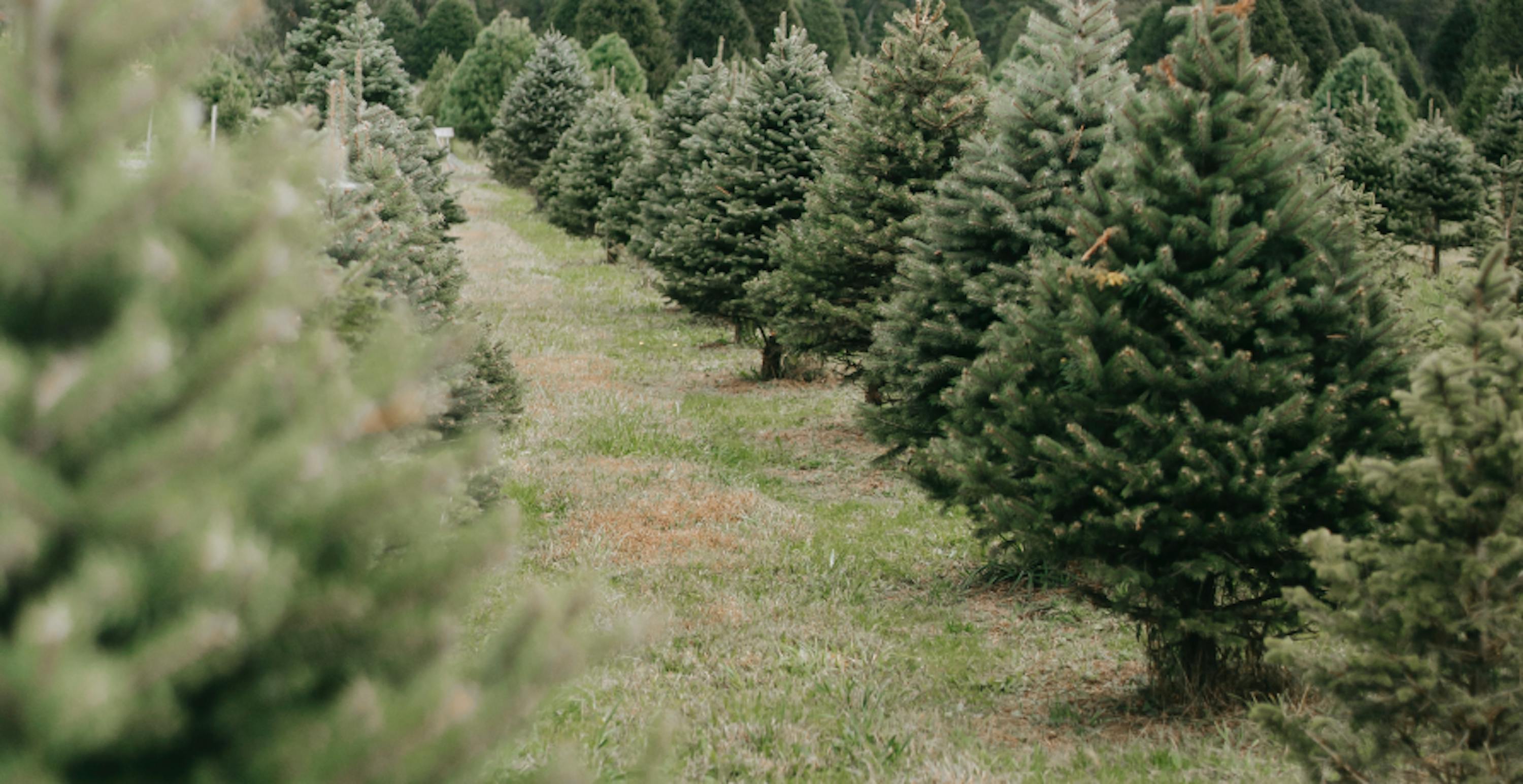 rows of conifer trees