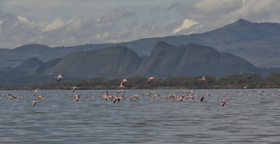 lake in Kenya with flamingos 