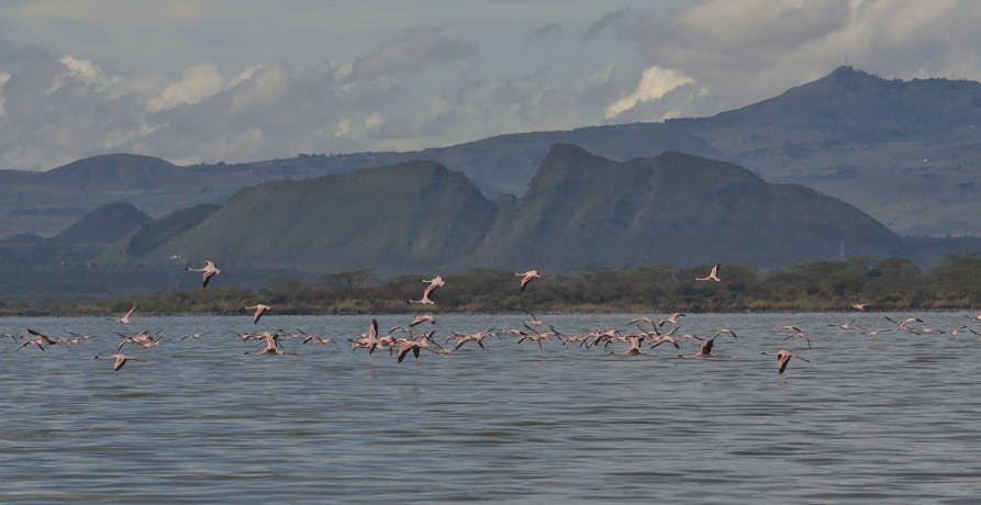 lake in Kenya with flamingos
