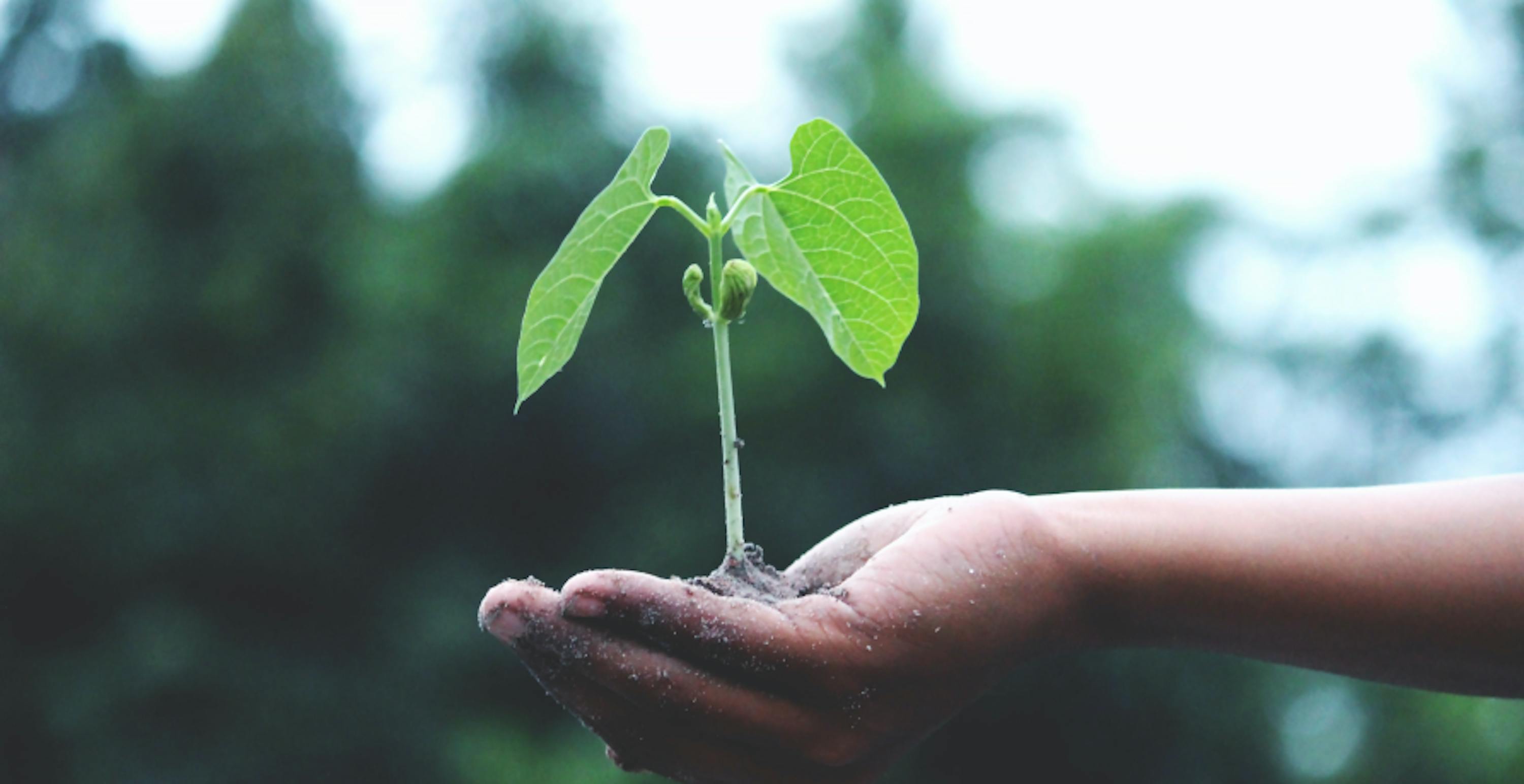 une plante pousse au creux d'une main