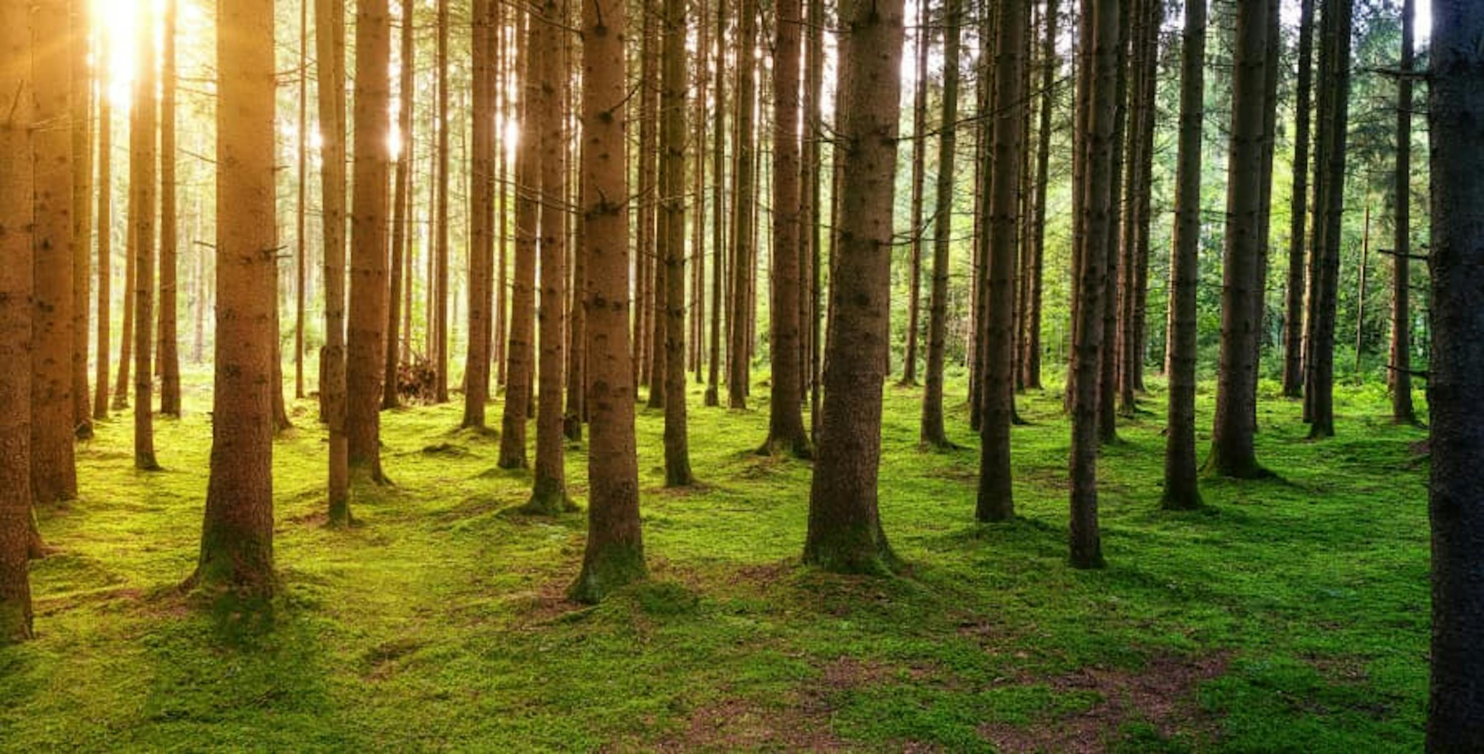 sunny picture with trees growing above green moss