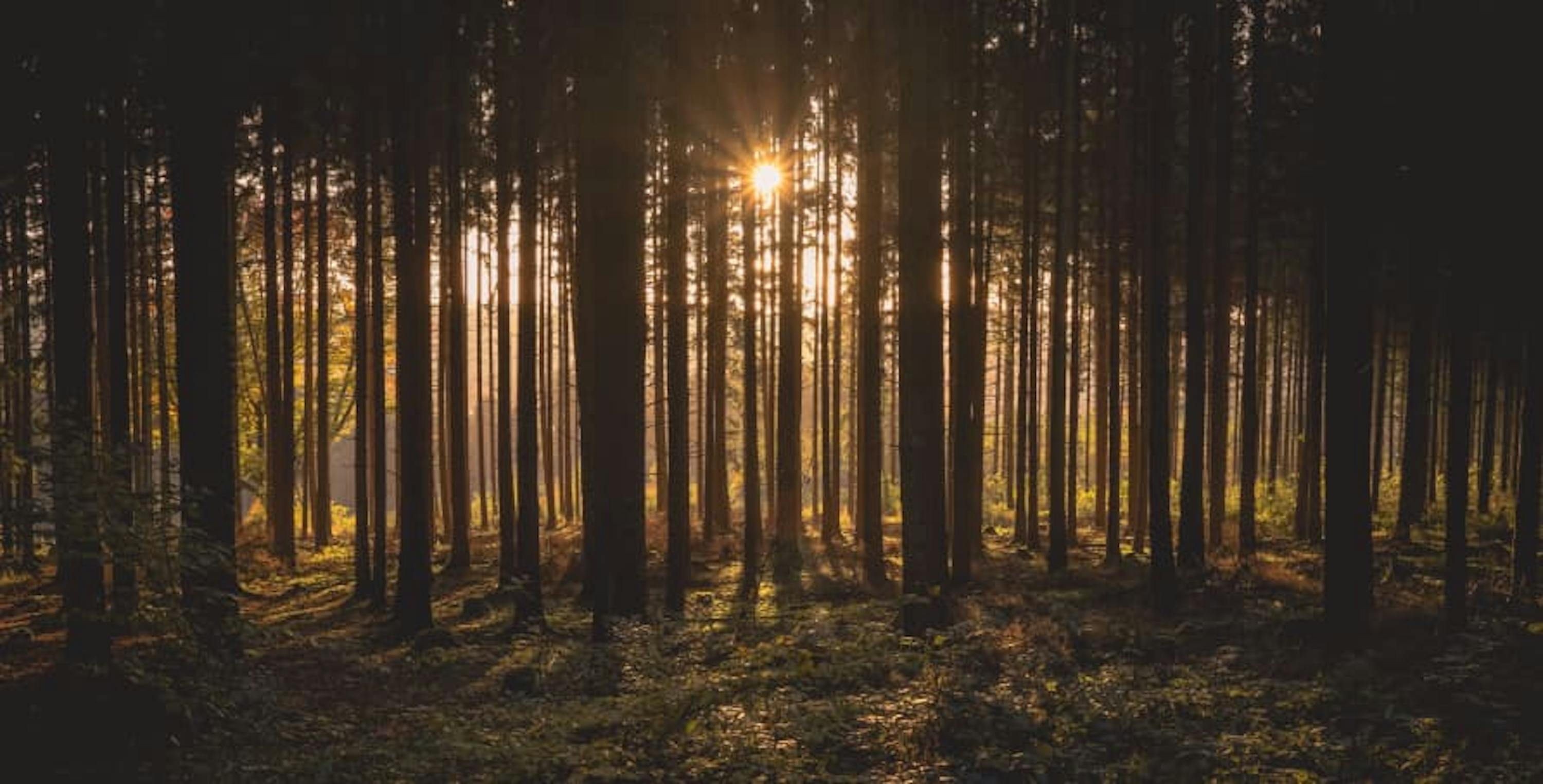 skinny trees with sun rising in background