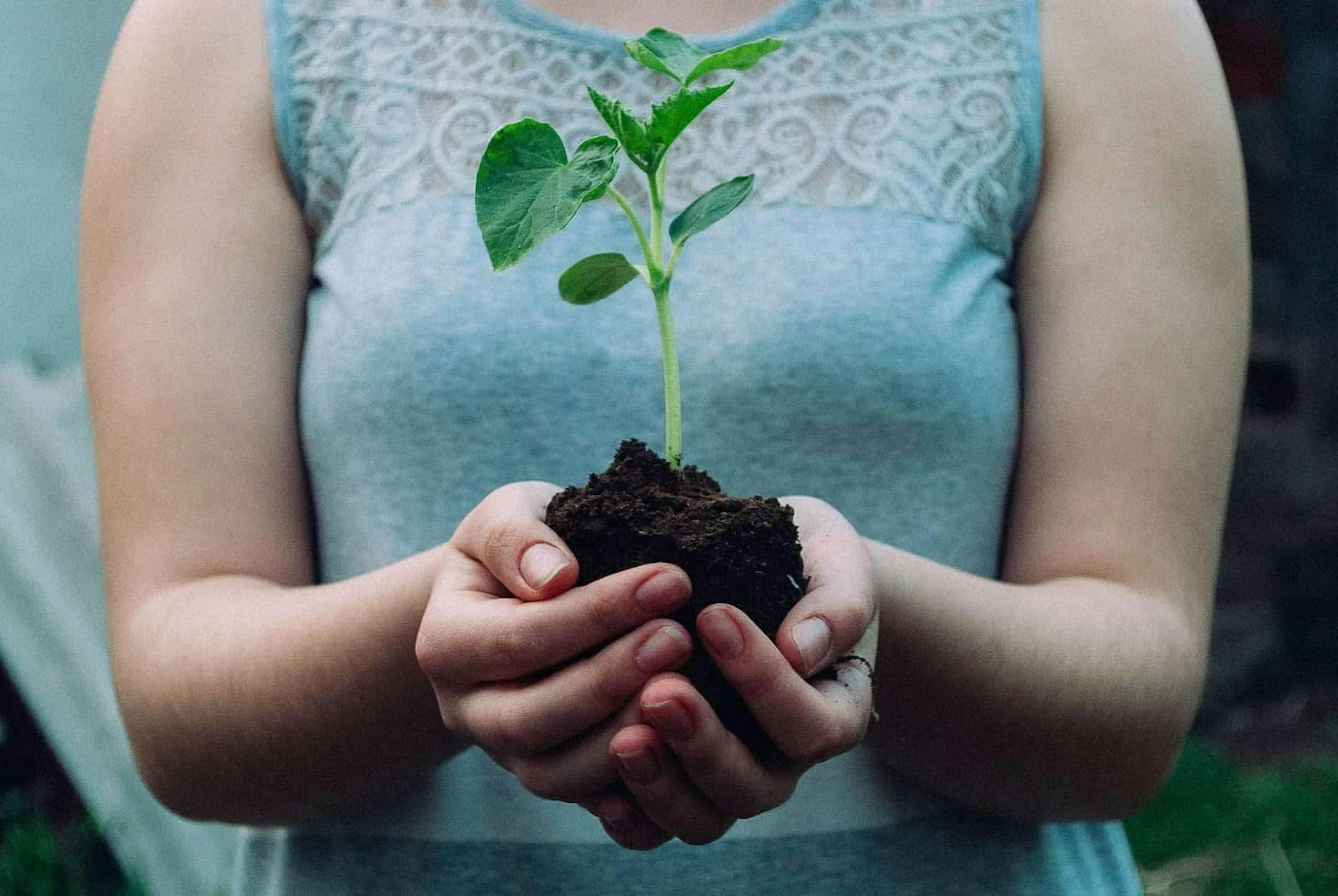 femme tenant une petite plante