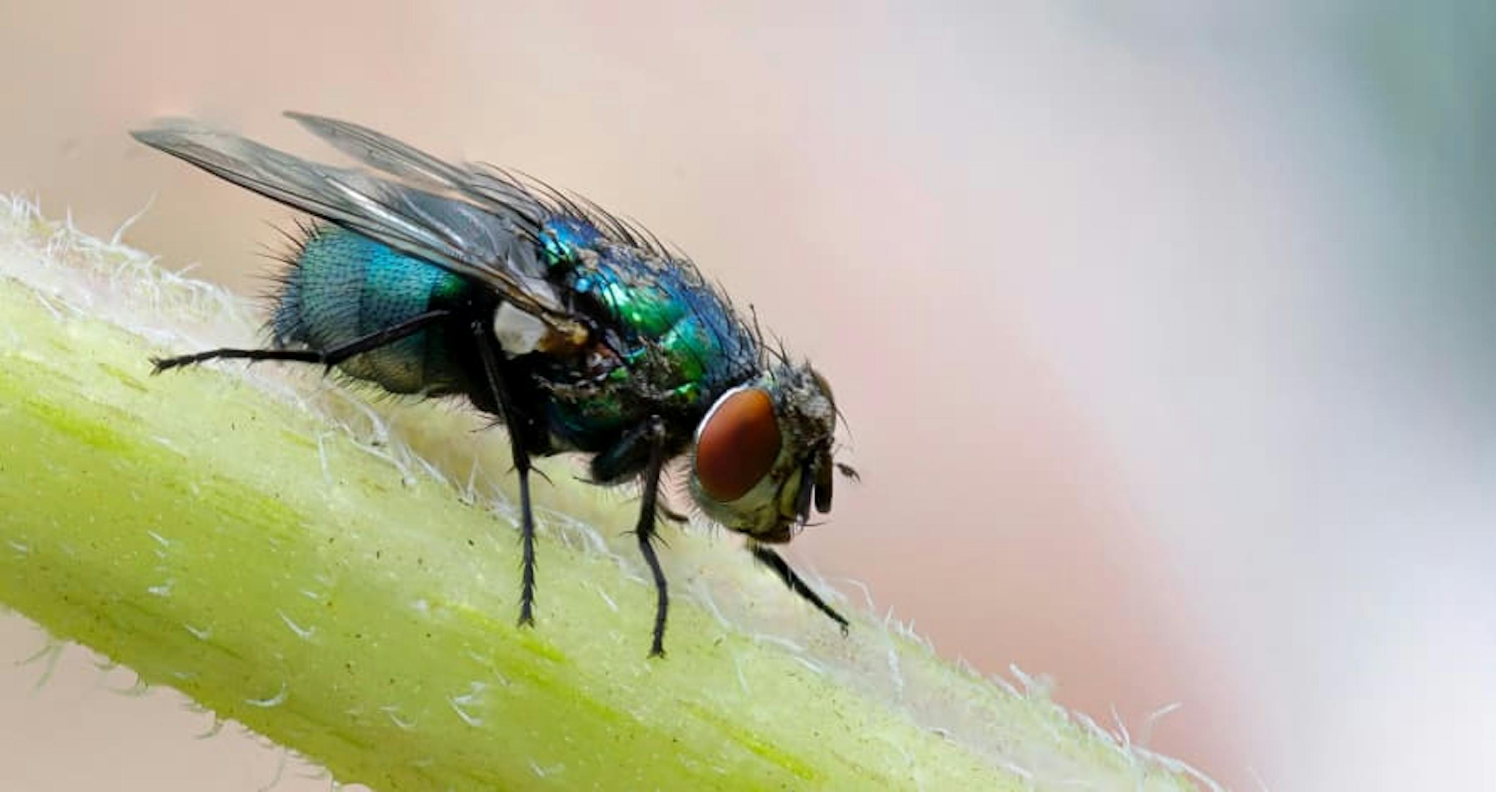 fly on leaf