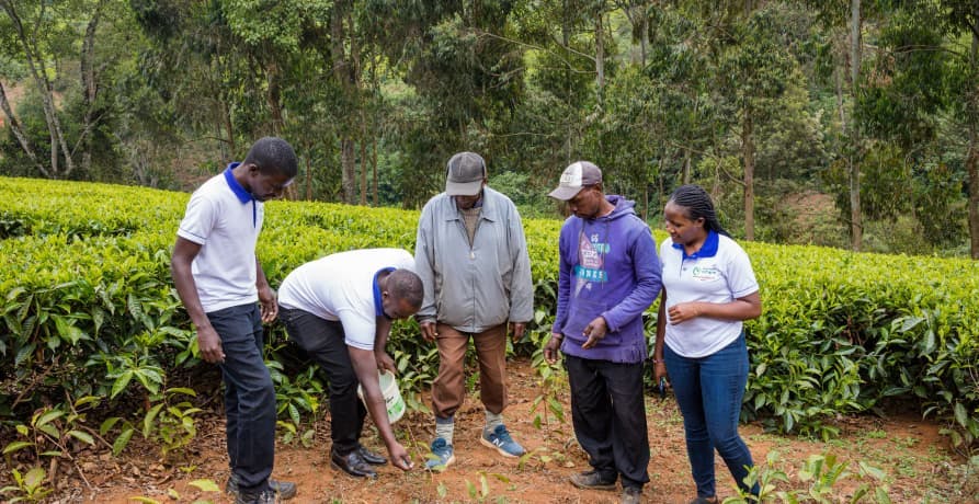 people planting trees in the soil