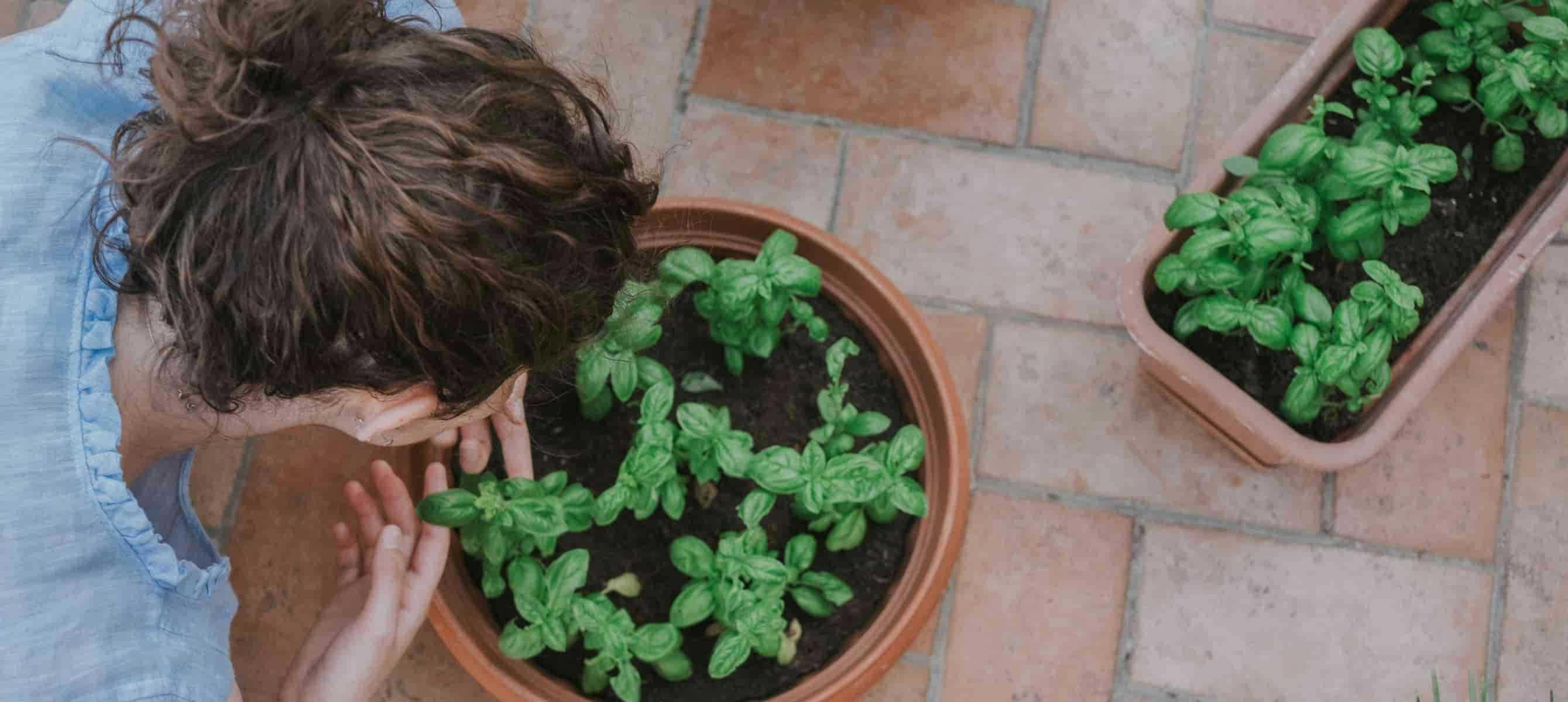 Person holding green plant on brown pot
