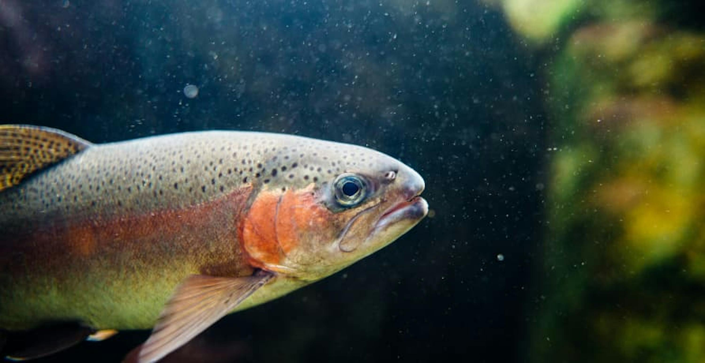 fish swimming in water