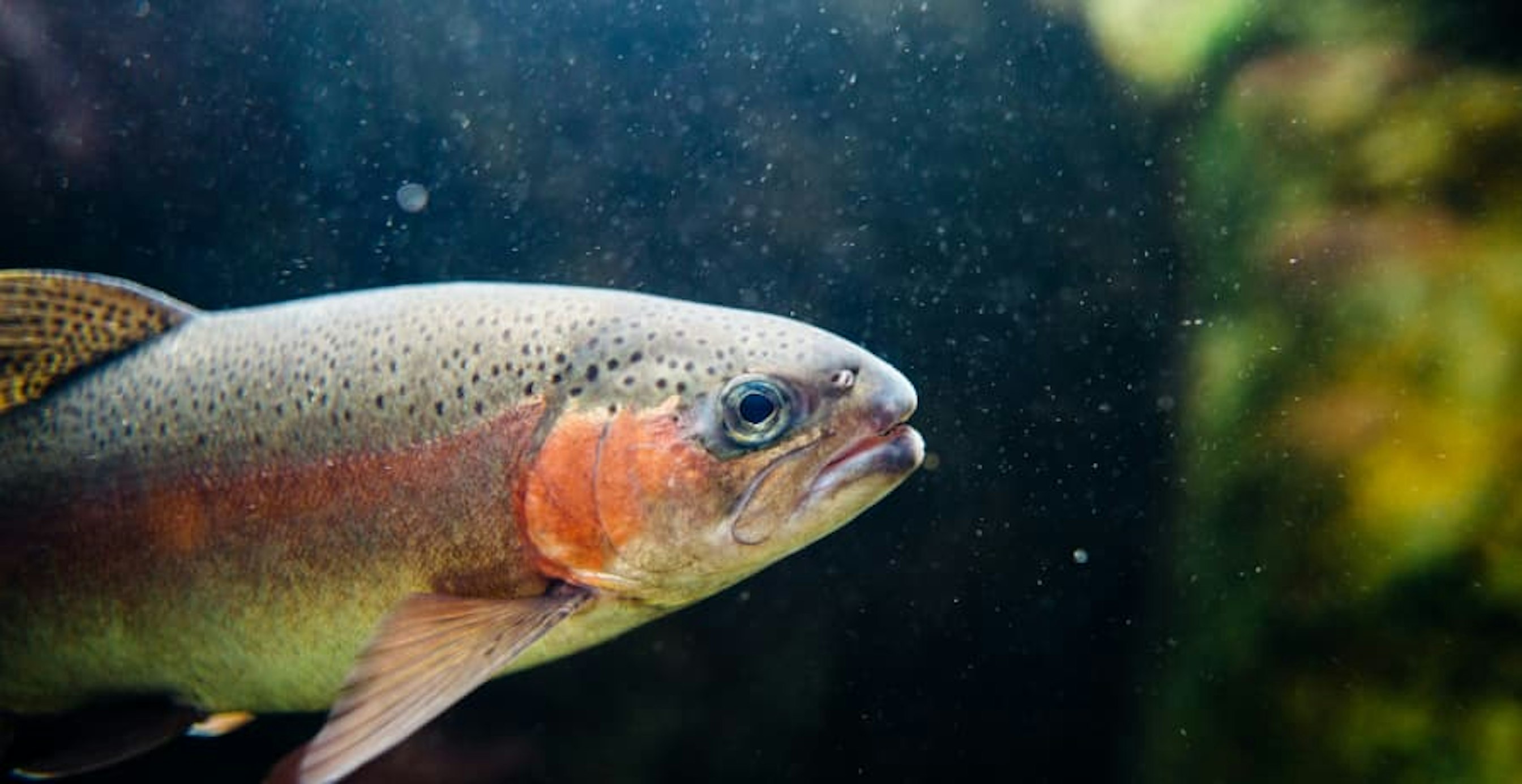 fish in a river