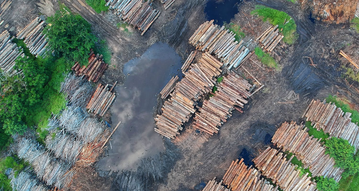 Deforestation woodpiles