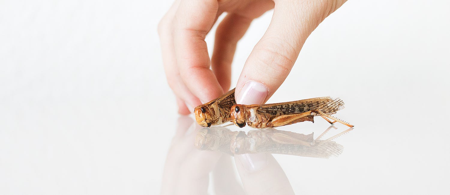 Grasshoppers held up by a hand