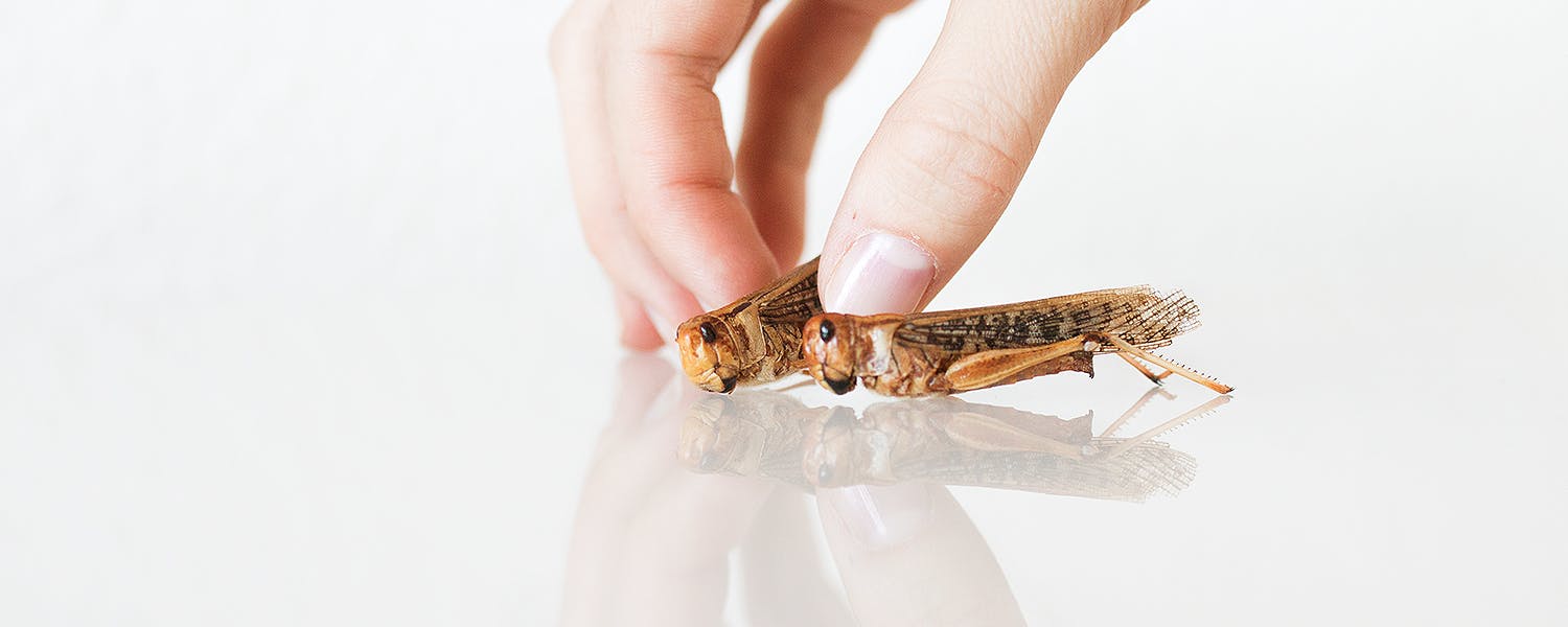 Grasshoppers held up by a hand