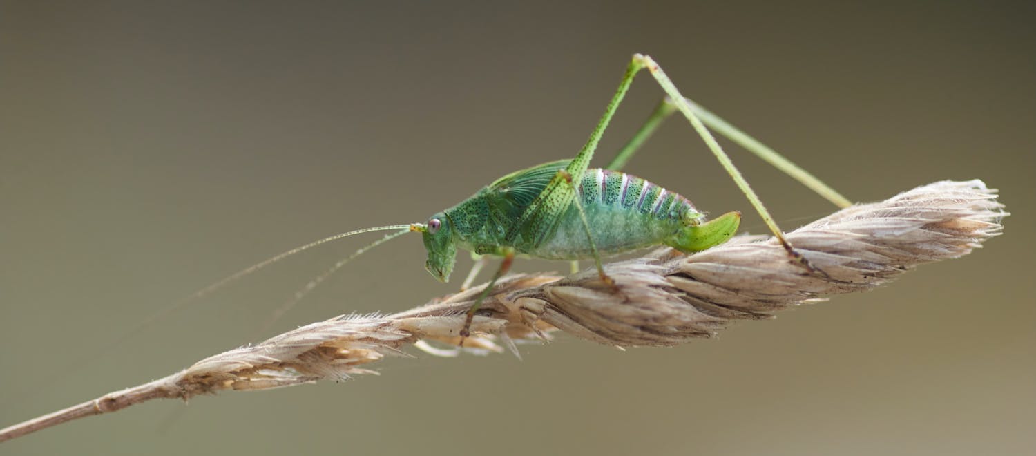 Green cricket on a twig