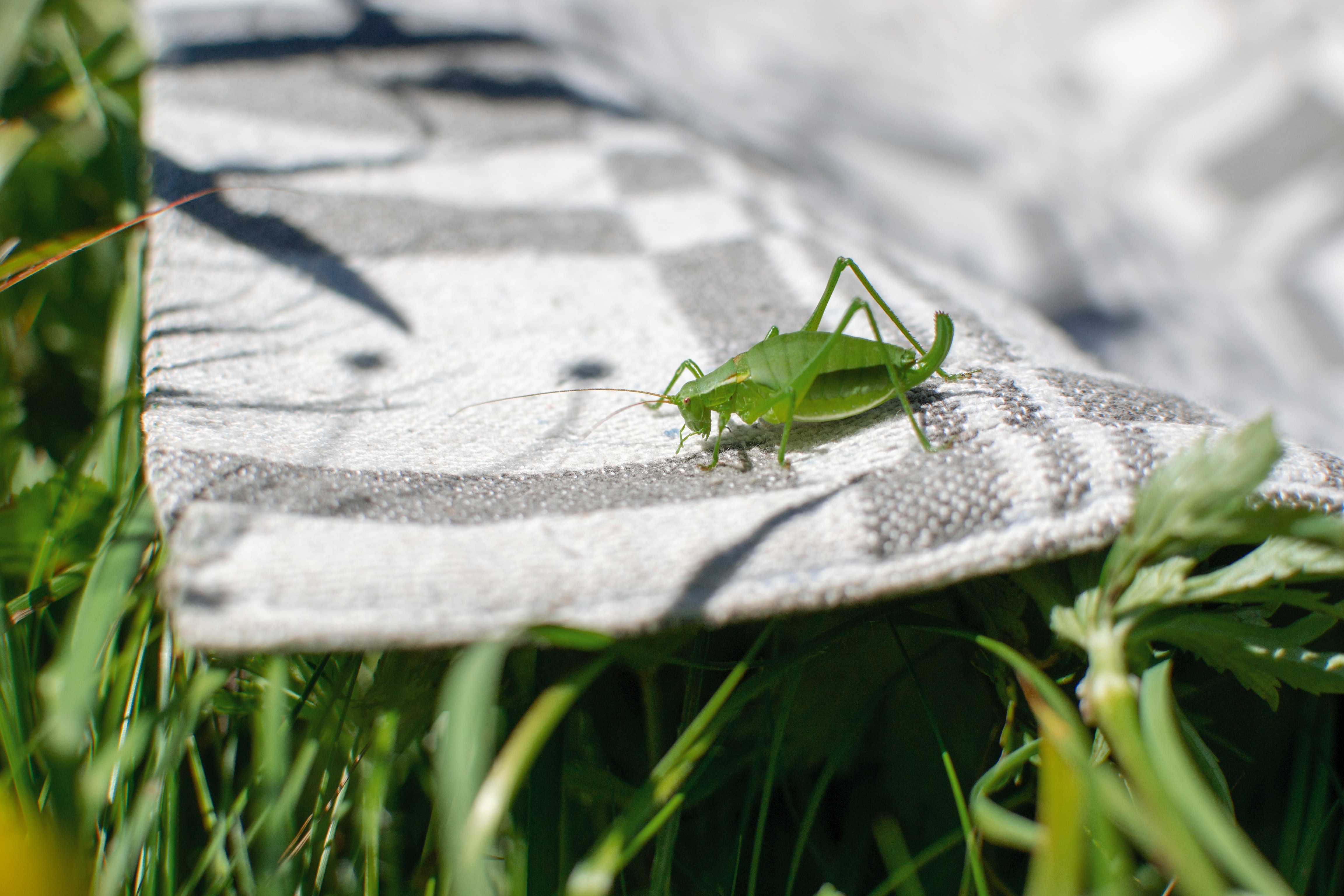 Green cricket on a rug