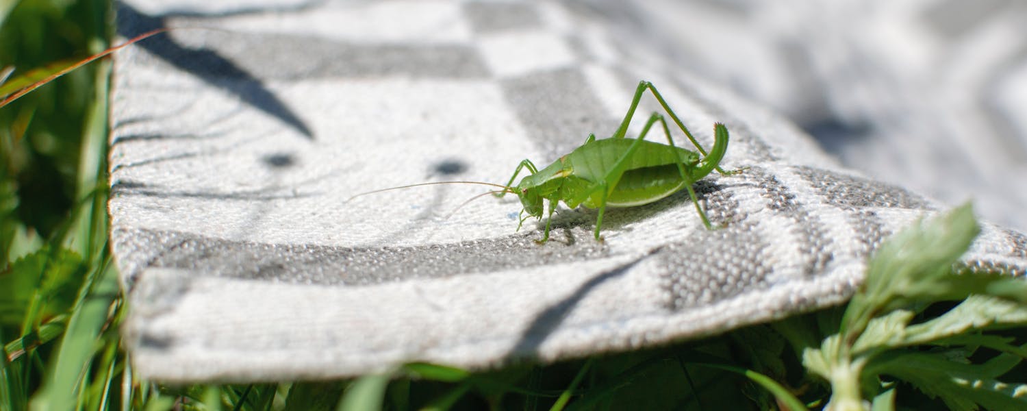 Green cricket on a rug