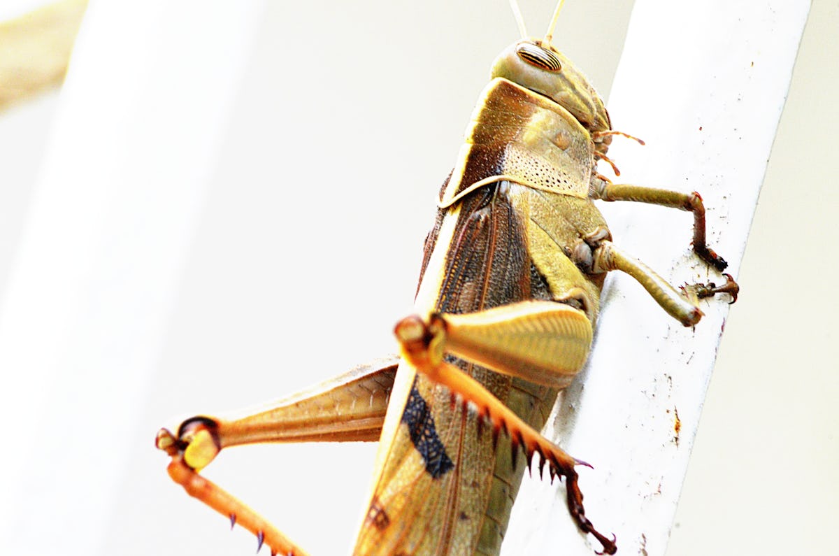 Brown grasshopper on a white surface