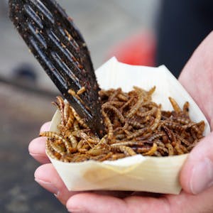 Fried mealworms served as a snack