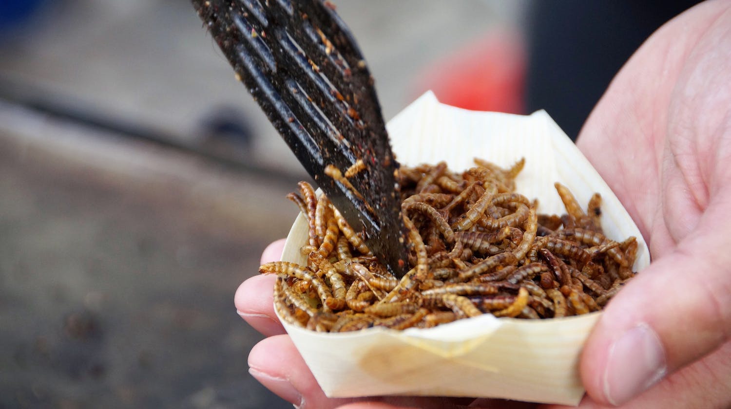 Fried mealworms served as a snack
