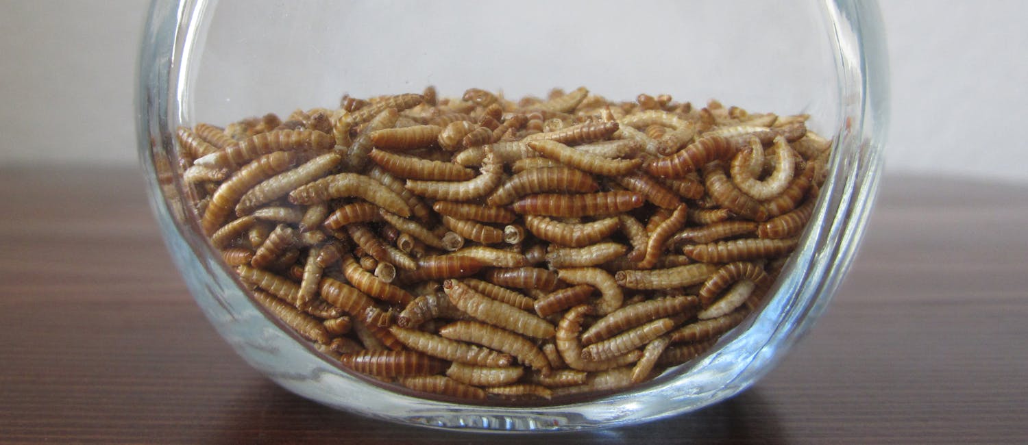 Buffalo worms in a glass bowl
