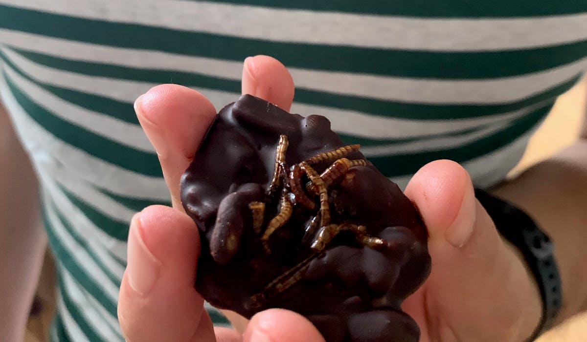 Mealworm chocolate nut cluster in a hand