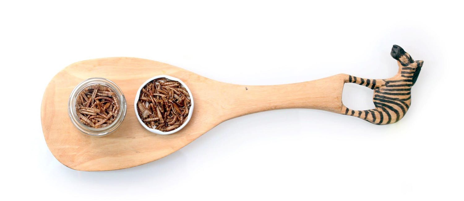 Mealworms in a small jar and lid on a wooden spoon