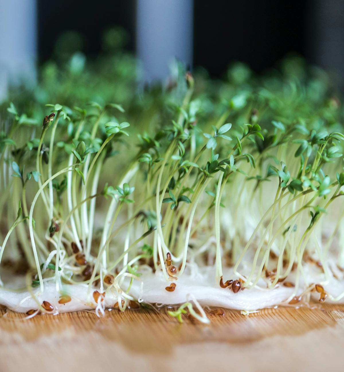 Water Cress Plant