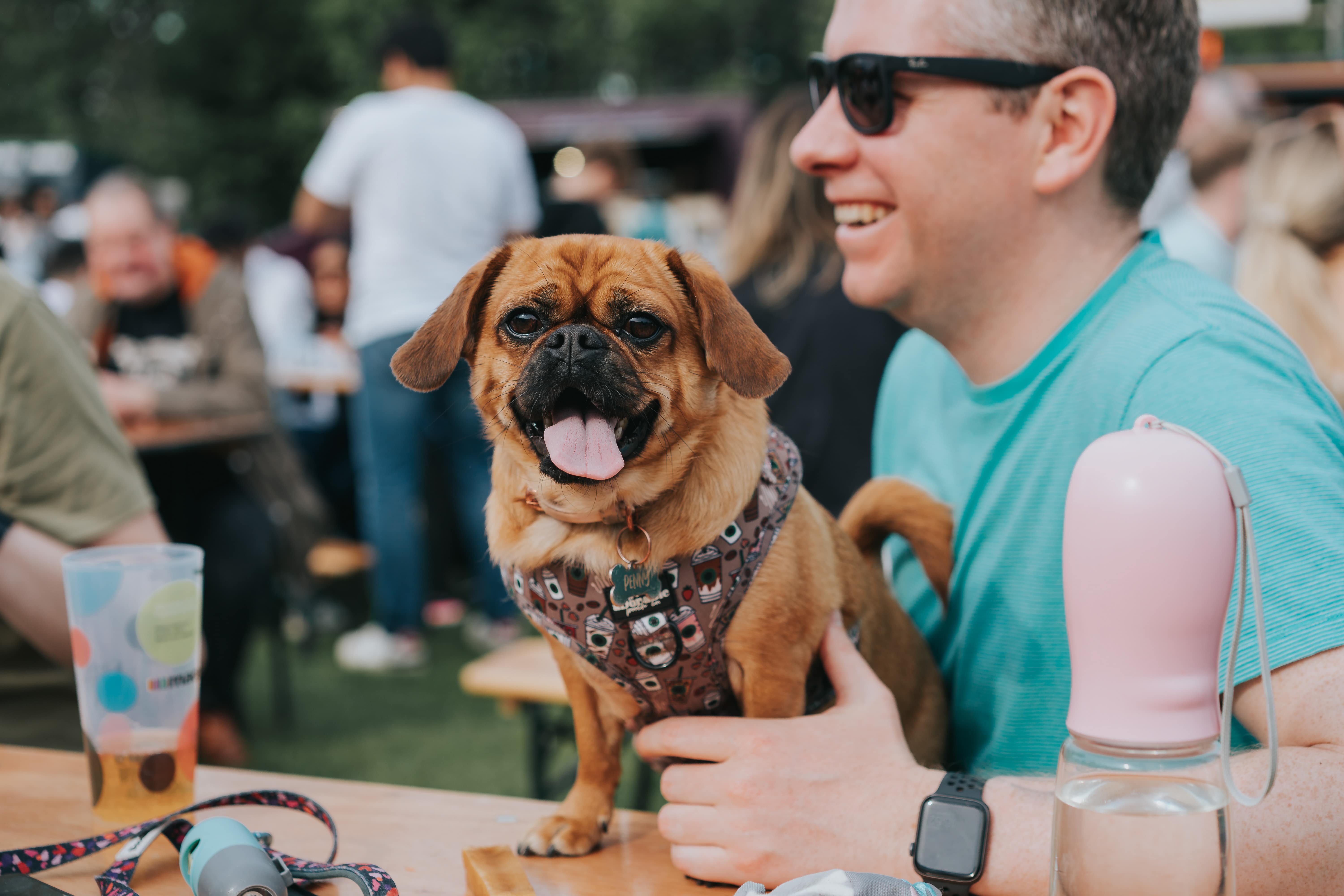 A dogs sits with its tongue out