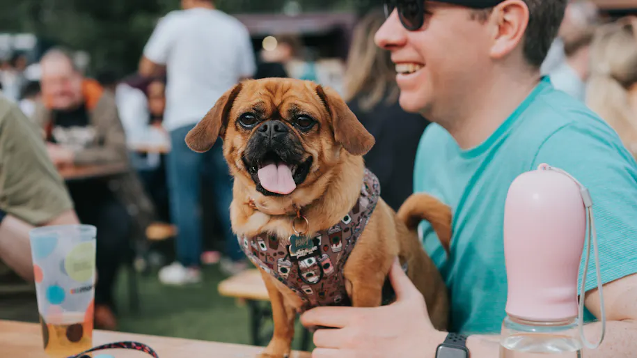 A dogs sits with its tongue out