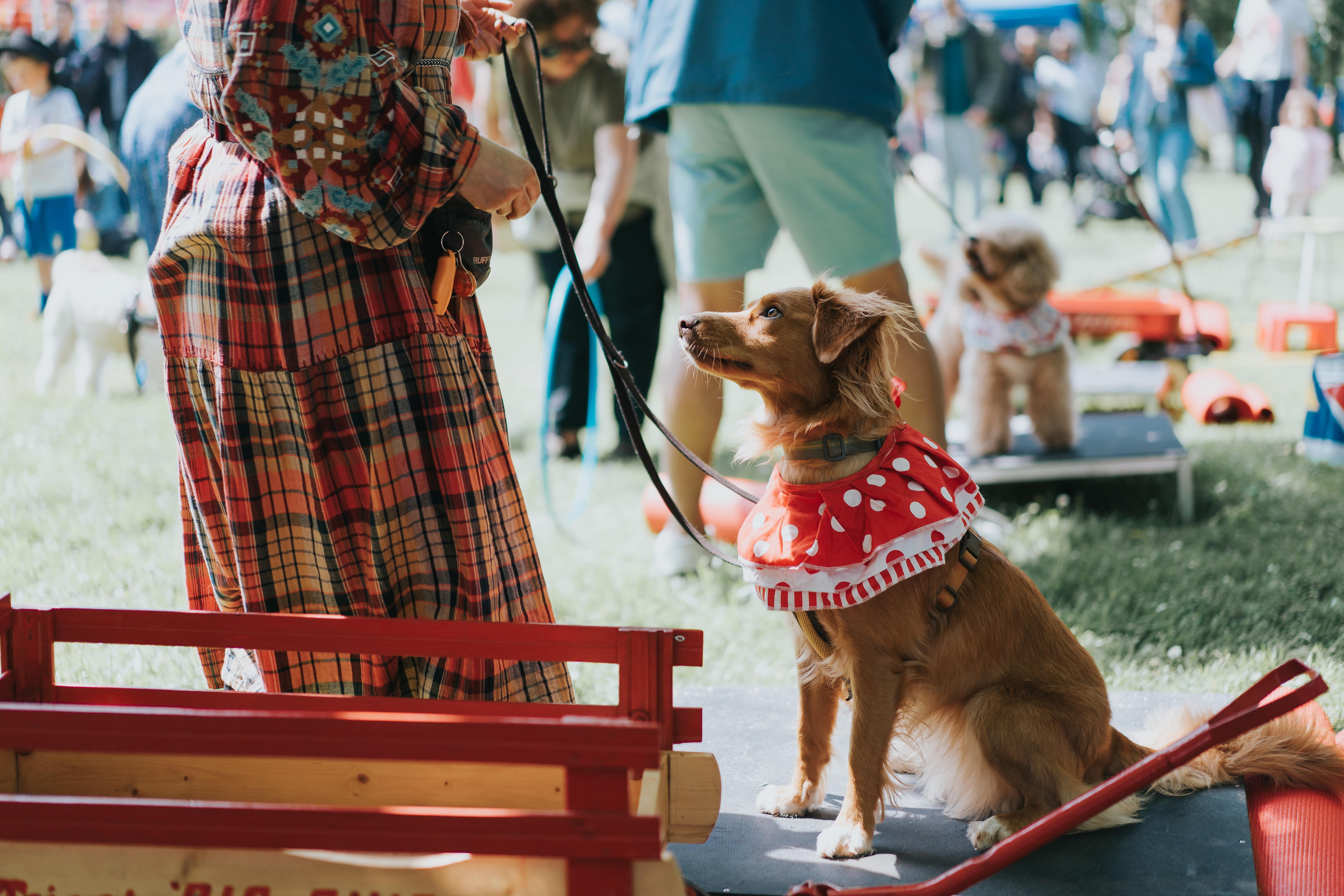 A ginger dog with a red neckerchief looks at her owner