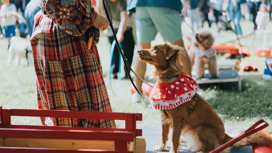 A ginger dog with a red neckerchief looks at her owner