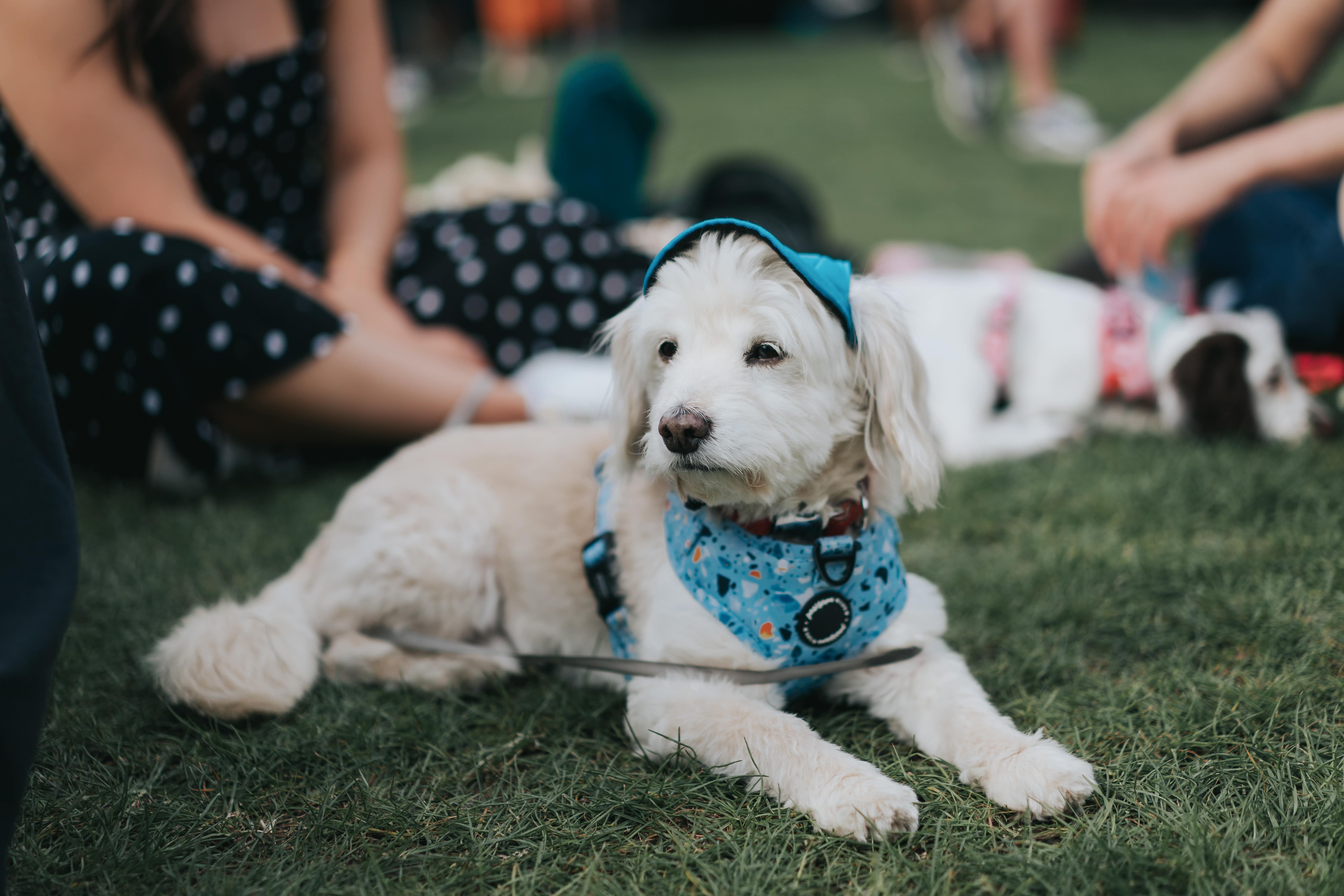 A white dog wears a blue hat and neckerchief
