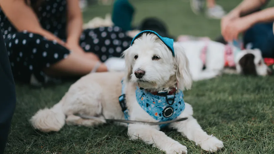 A white dog wears a blue hat and neckerchief