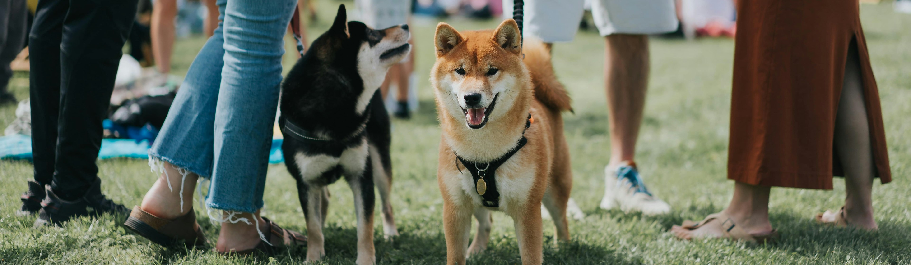 Two dogs standing on the grass