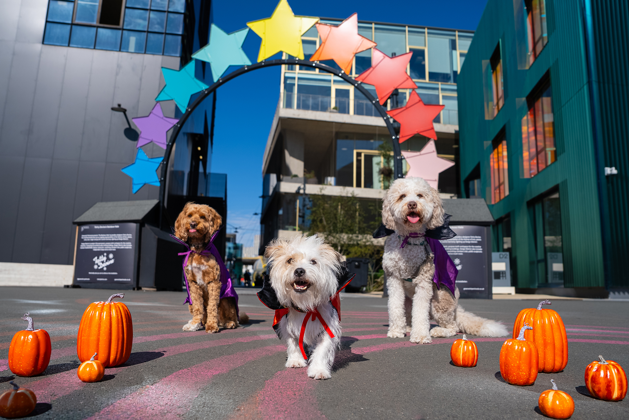 Dogs in Greenwich Peninsula