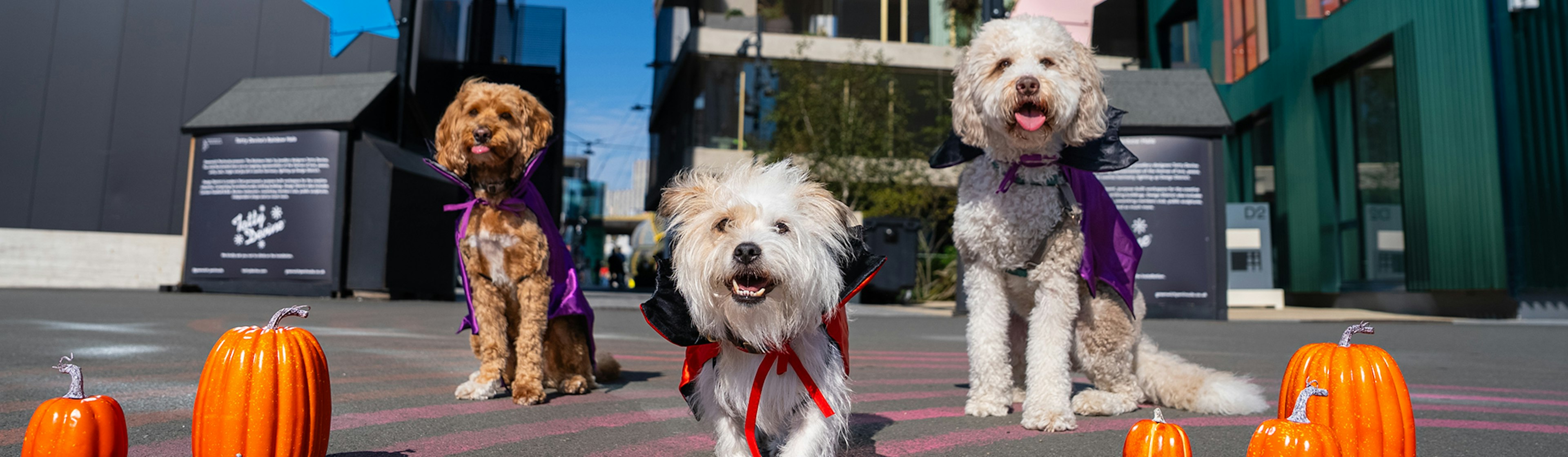 Dogs in Greenwich Peninsula